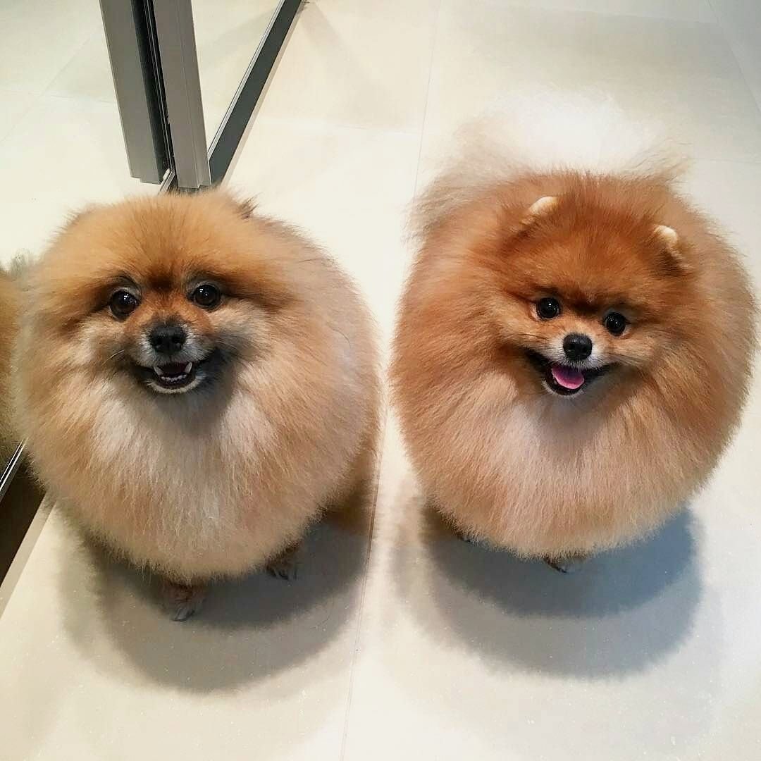 Микро померанский Пуппи