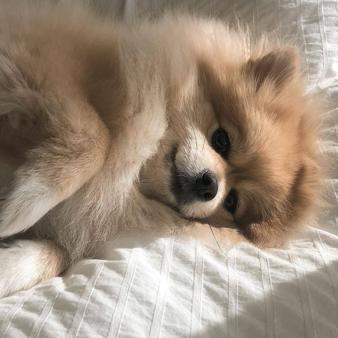 Померанский шпиц добрый