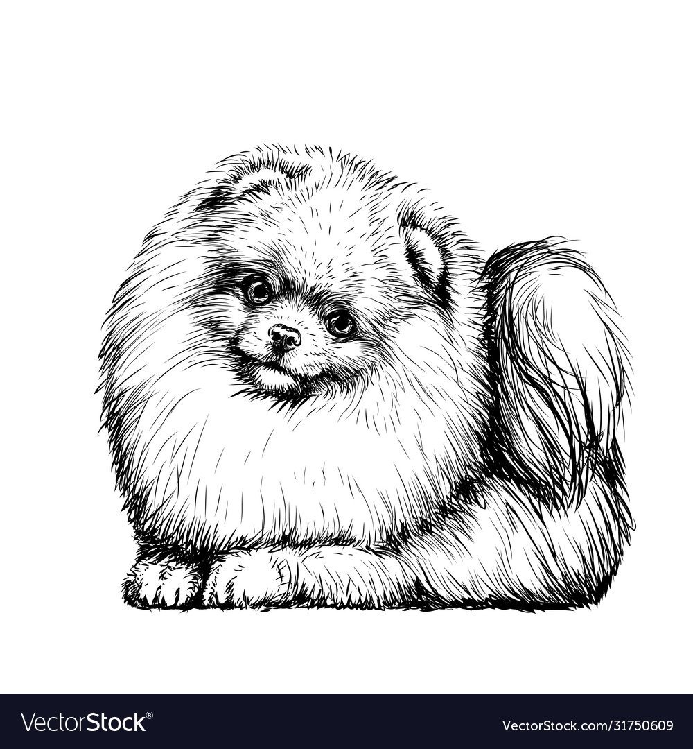 Померанский шпиц черный