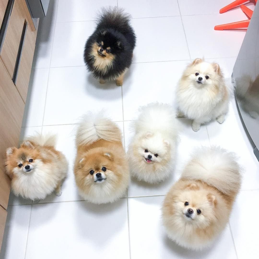 Торфяная собака шпиц