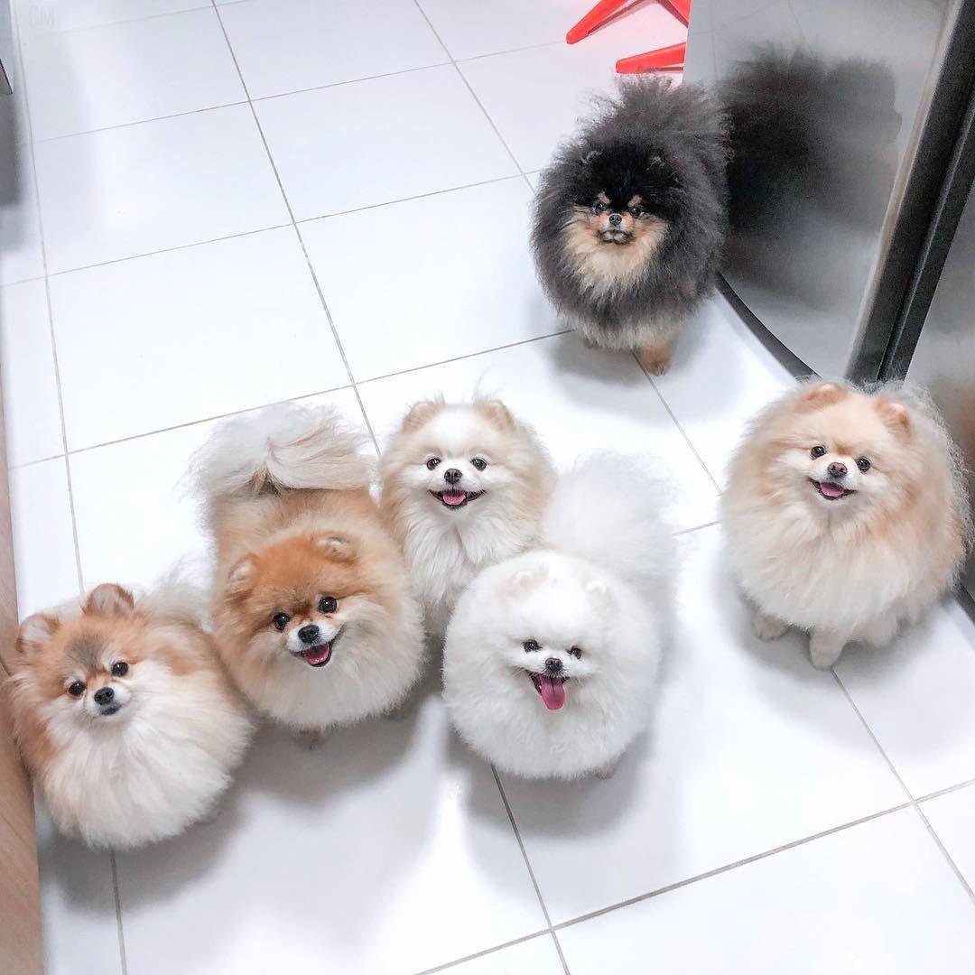 Белый шпиц Эстетика