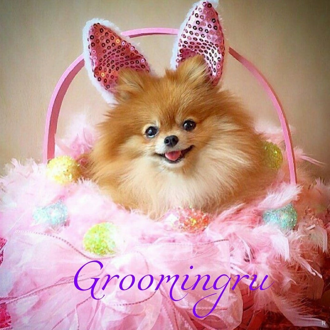 Шпиц флаффи