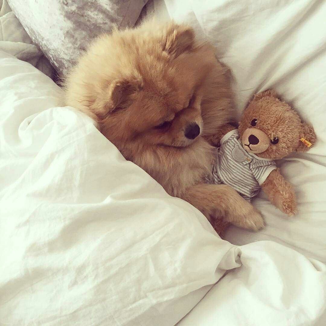 Померанский шпиц