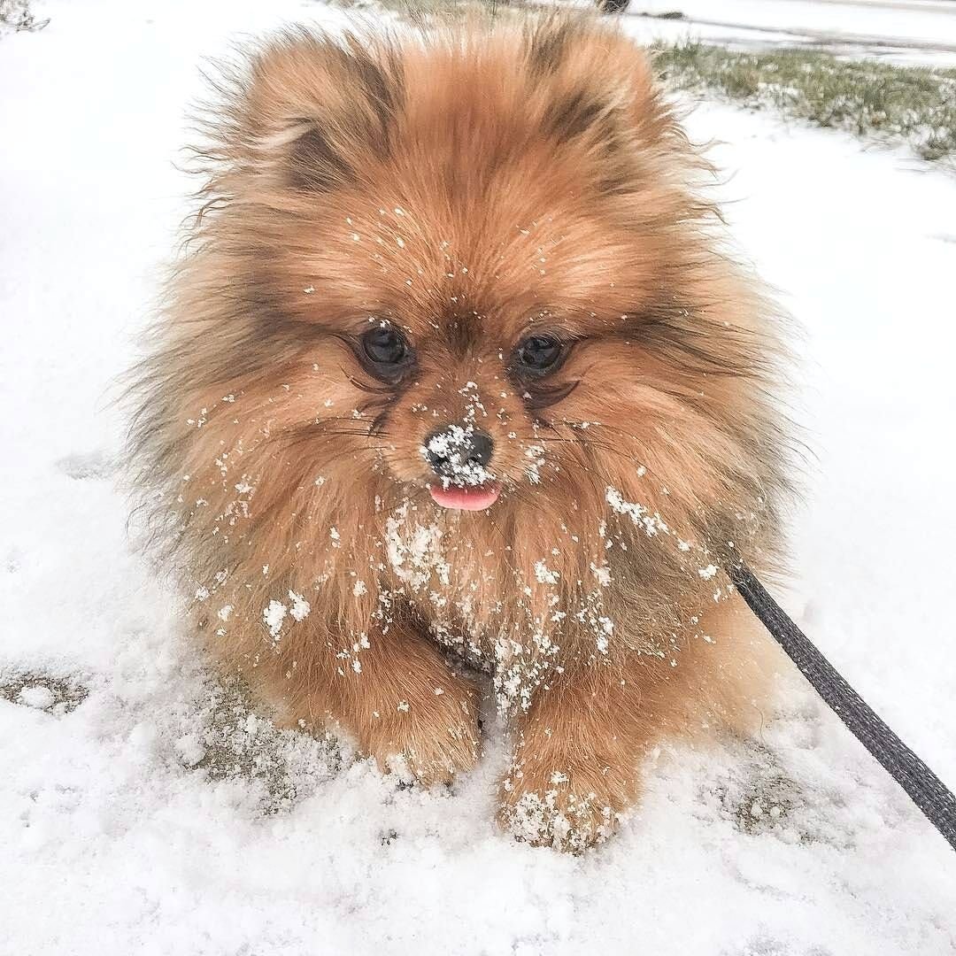 Померанский шпиц тефтелька