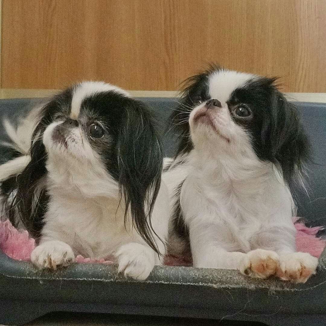 Японский Хин