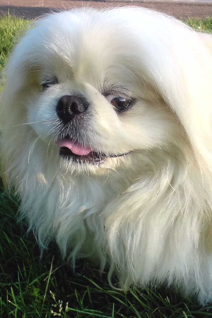 Японский Хин