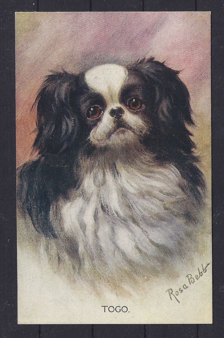 Японский Хин и Пекинес смесь