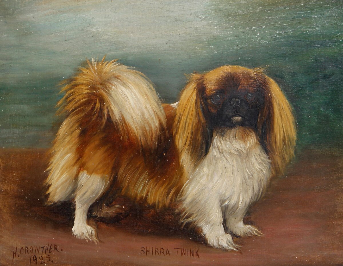 Питание собаки японский Хин