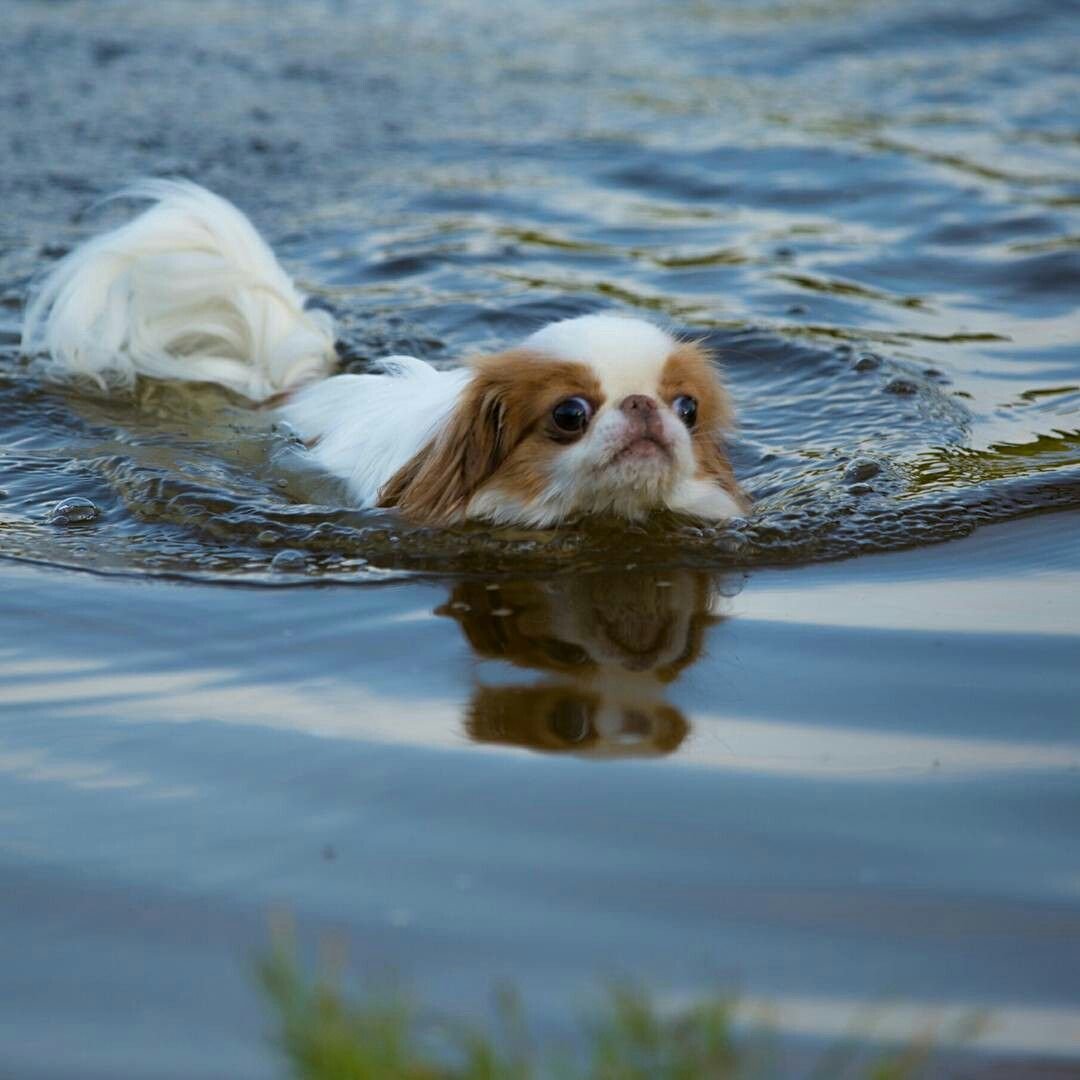Собака Пекинес щенок