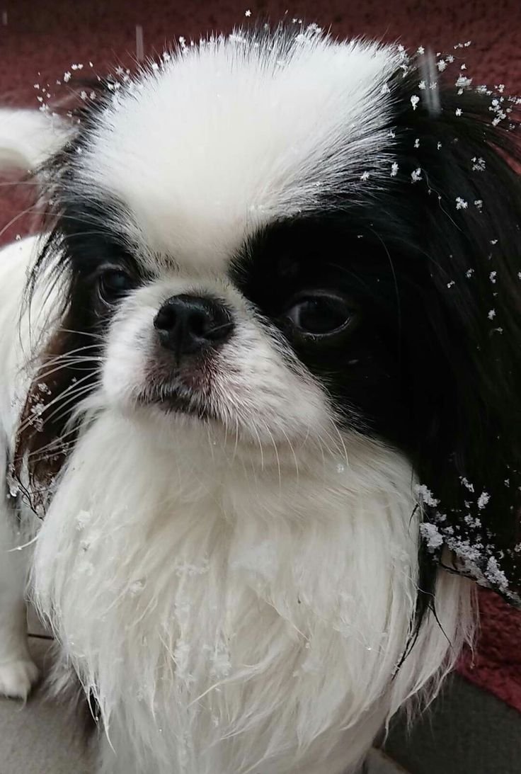 Японский Хин и Пекинес