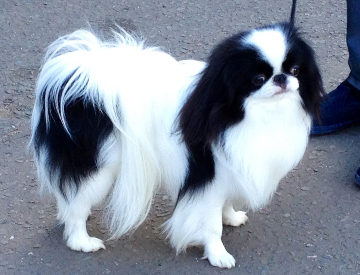 Порода собаки Хин японский-Пекинес