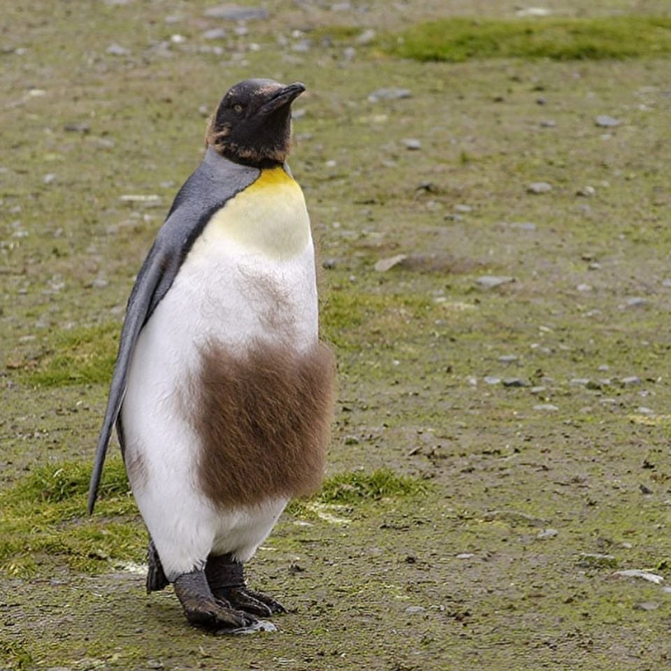 Ласты пингвина