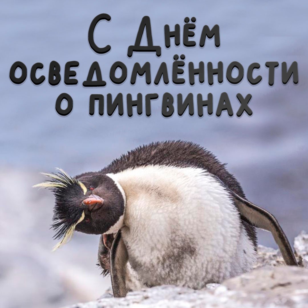 Клюв пингвина