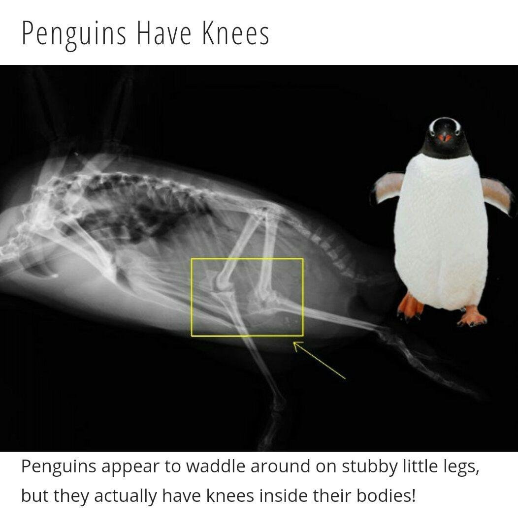 Колени пингвина