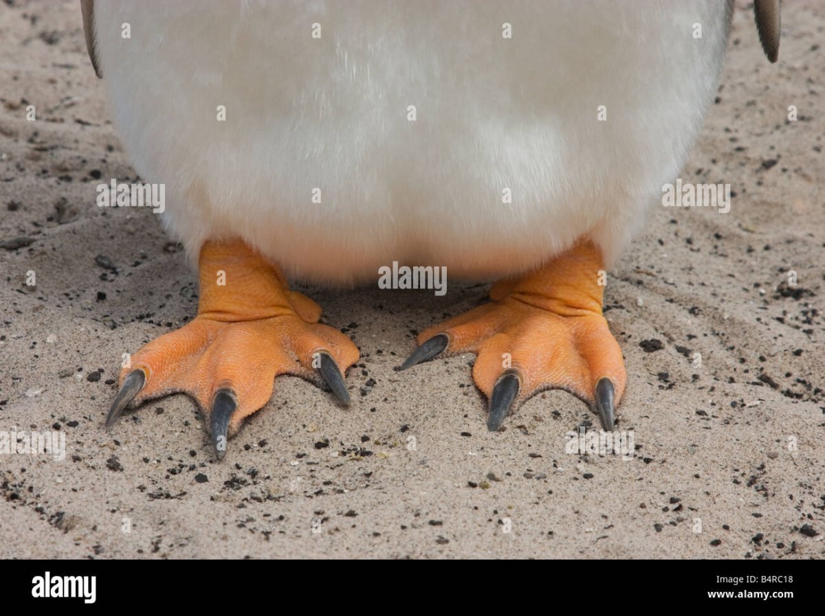 Конечности пингвинов