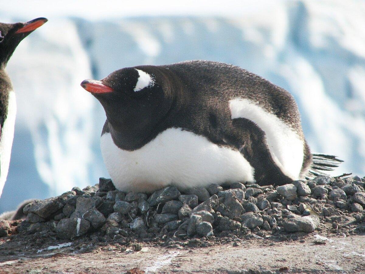 Пингвин Графика