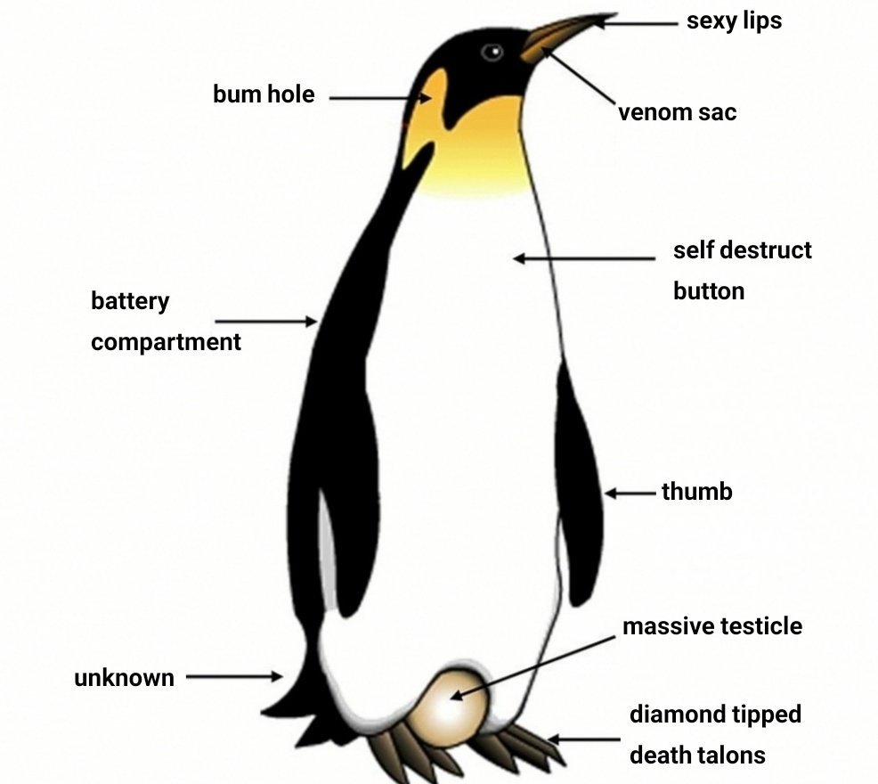 Внешнее строение пингвина
