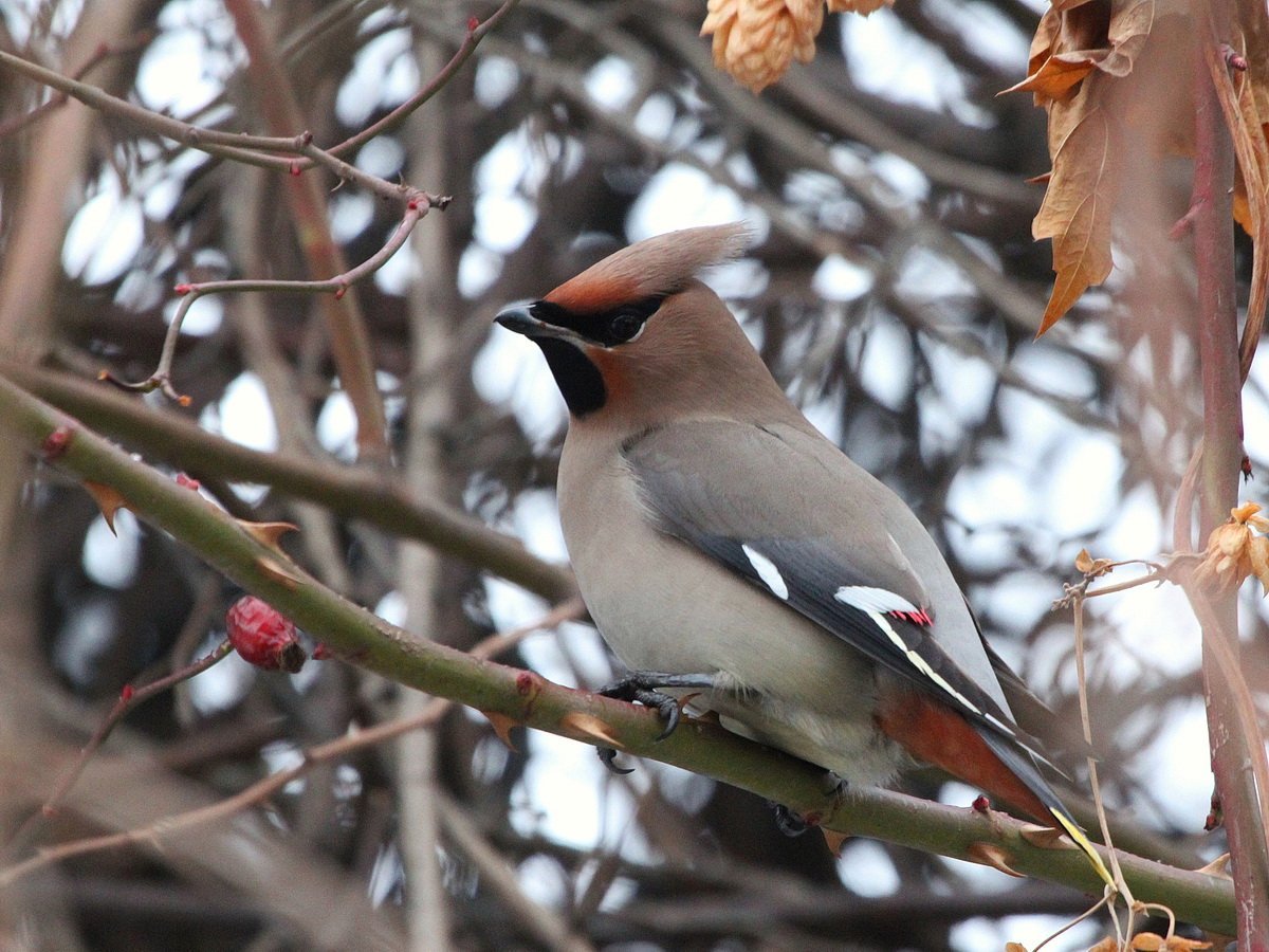 Снегирь свиристель Щур