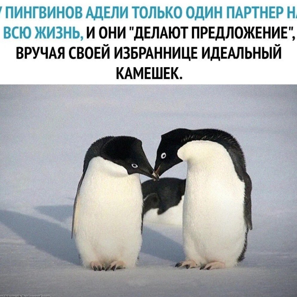 В шубе на пляже