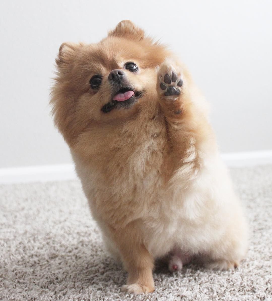 Померанский шпиц Элис