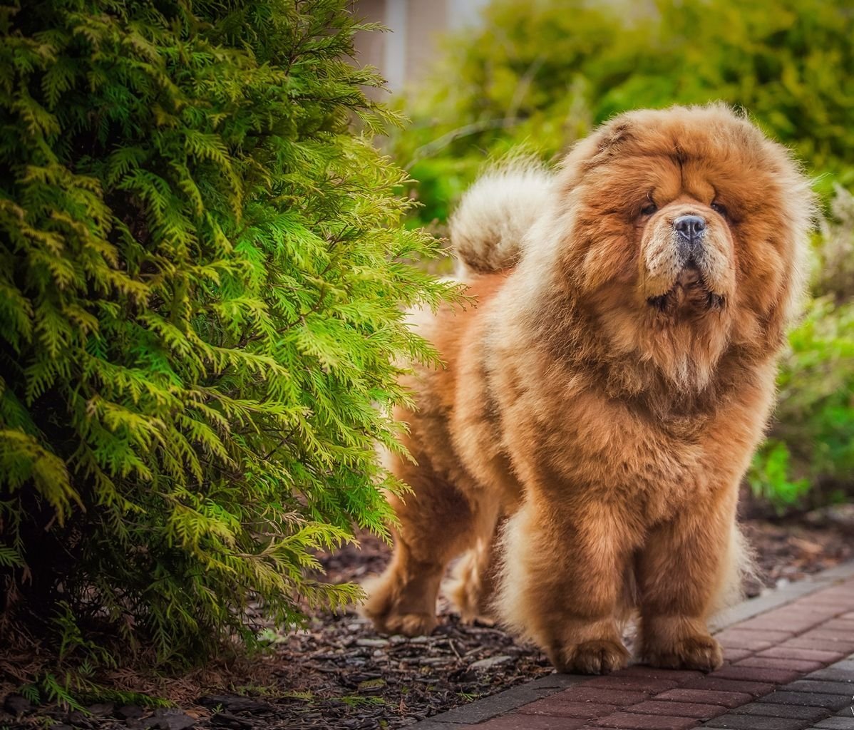 Порода собак чау-чау