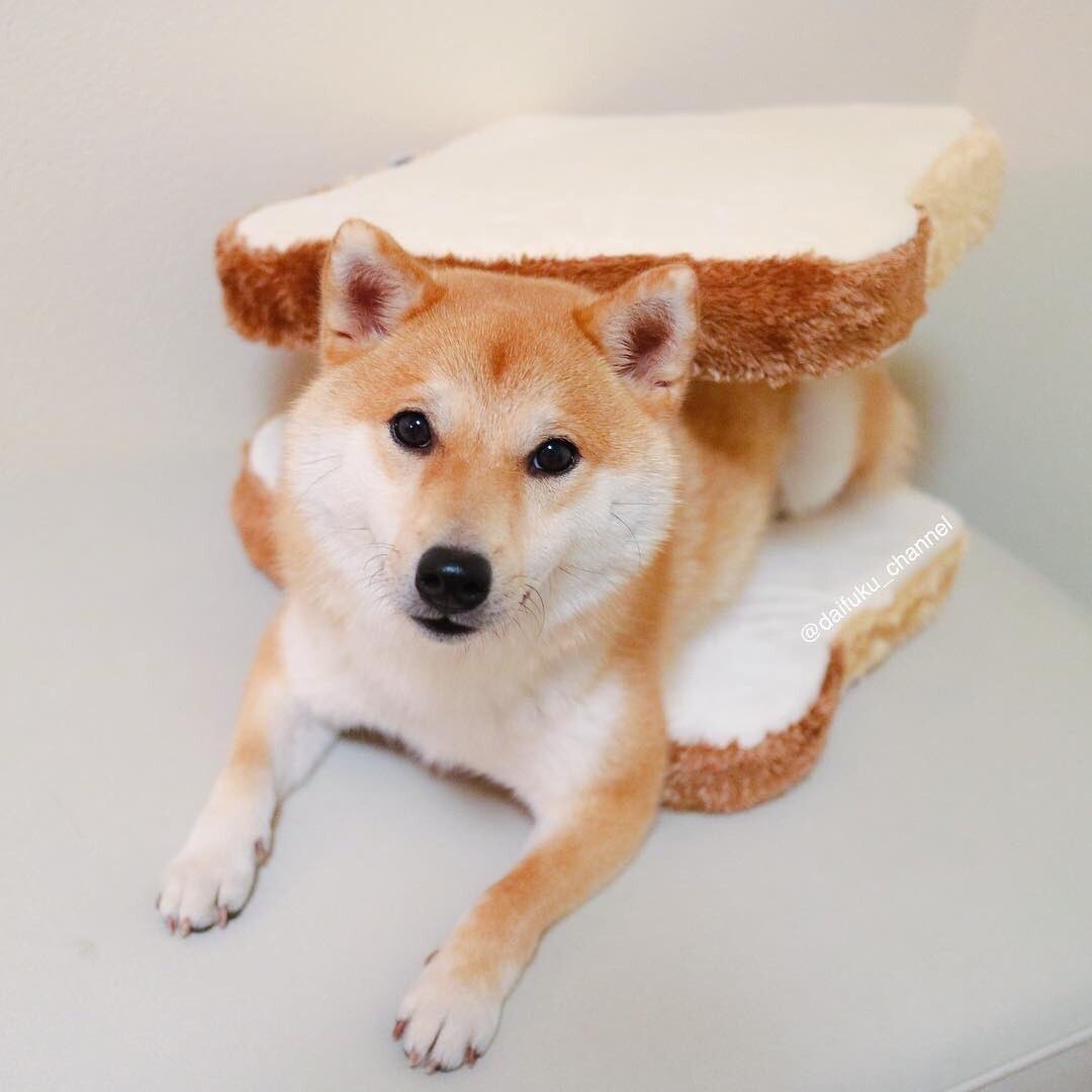 Шиба ину милая
