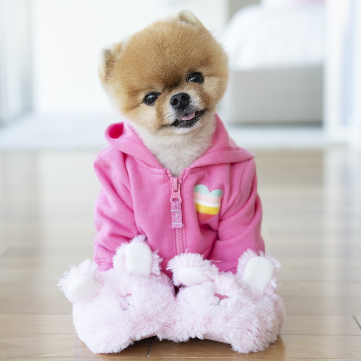 Шпиц jiffpom