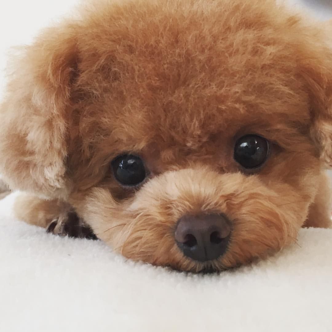 Померанский пудель