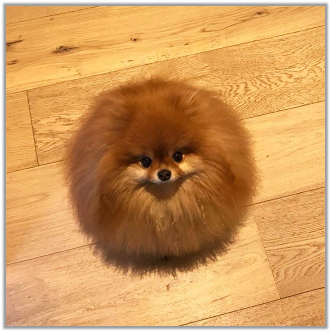 Померанский шпиц