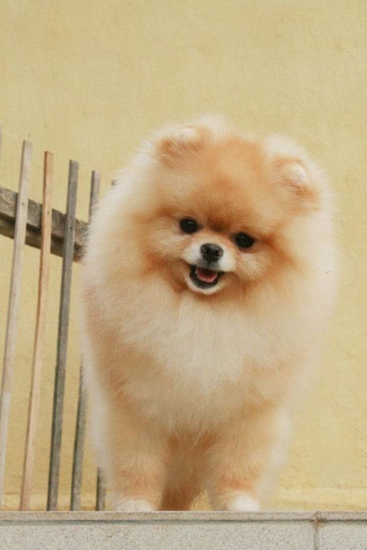 Шпиц собачка Мими