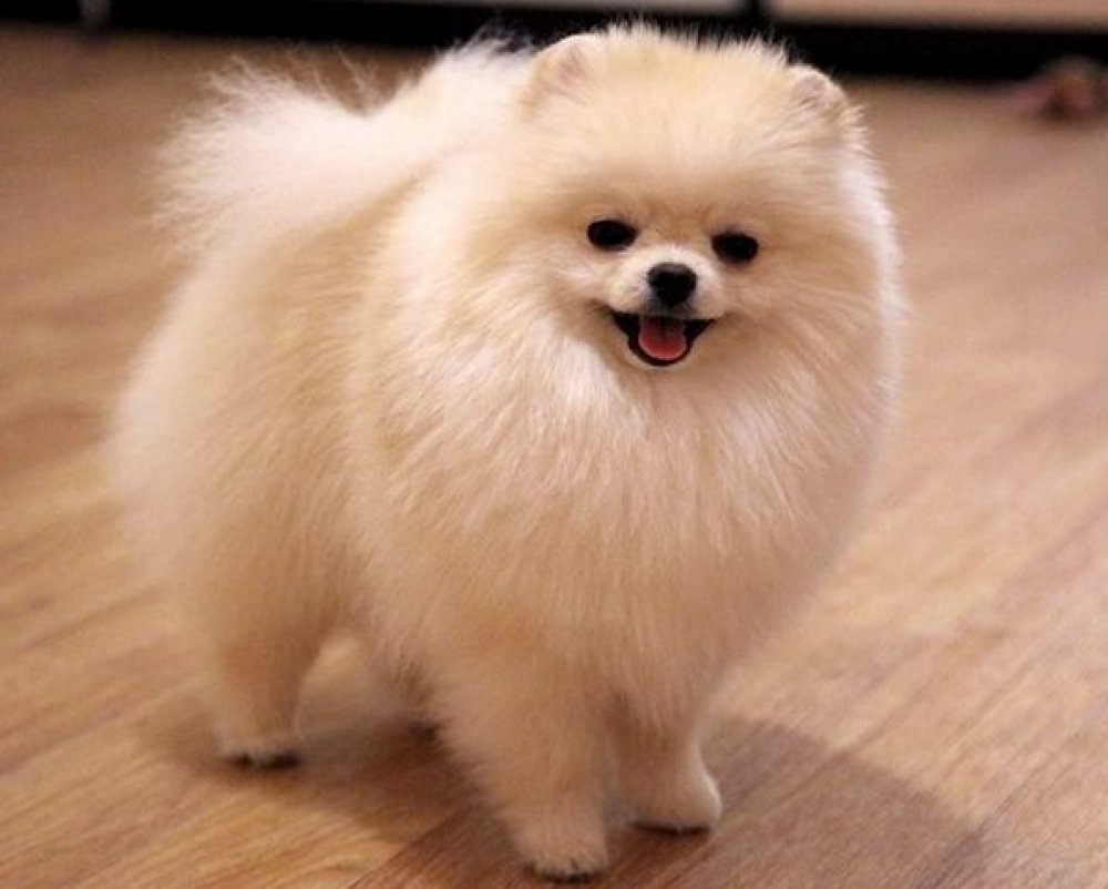 Померанский шпиц молочный