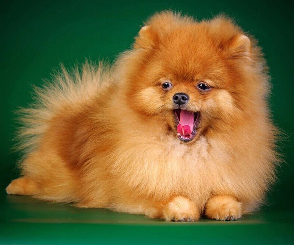 Порода собак шпиц