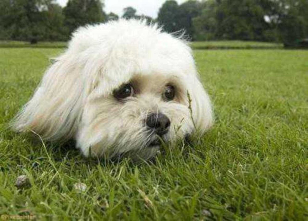 Шницель собака