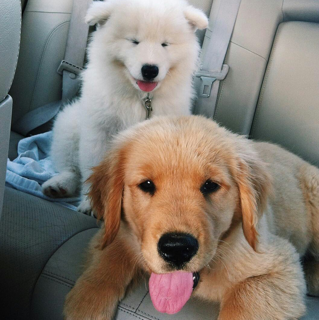 Самоед и золотистый ретривер