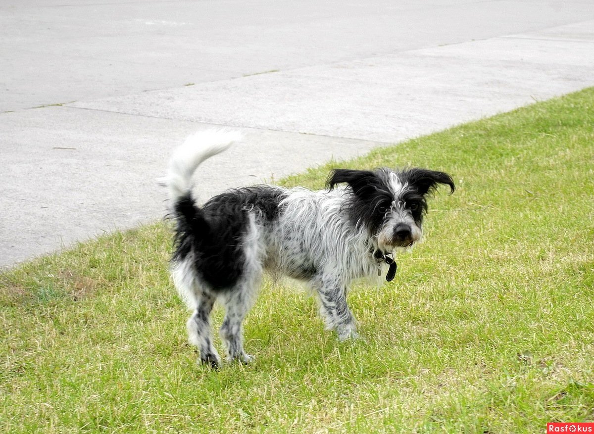 Шницель картинки собака