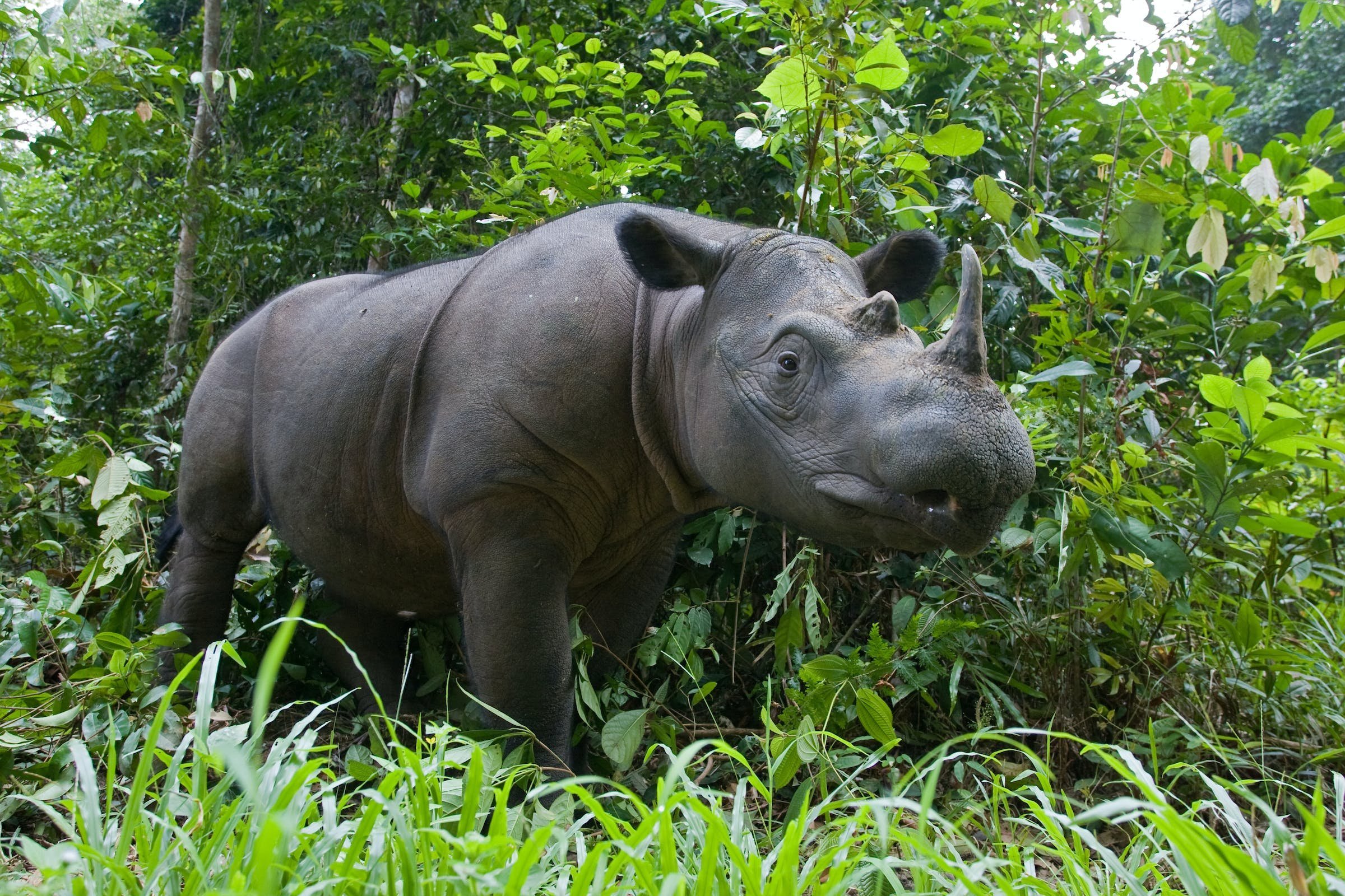 Носорог в тропическом лесу. Суматранский носорог. Суматранский носорог, Индонезия. Северный суматранский носорог. Карликовый носорог.