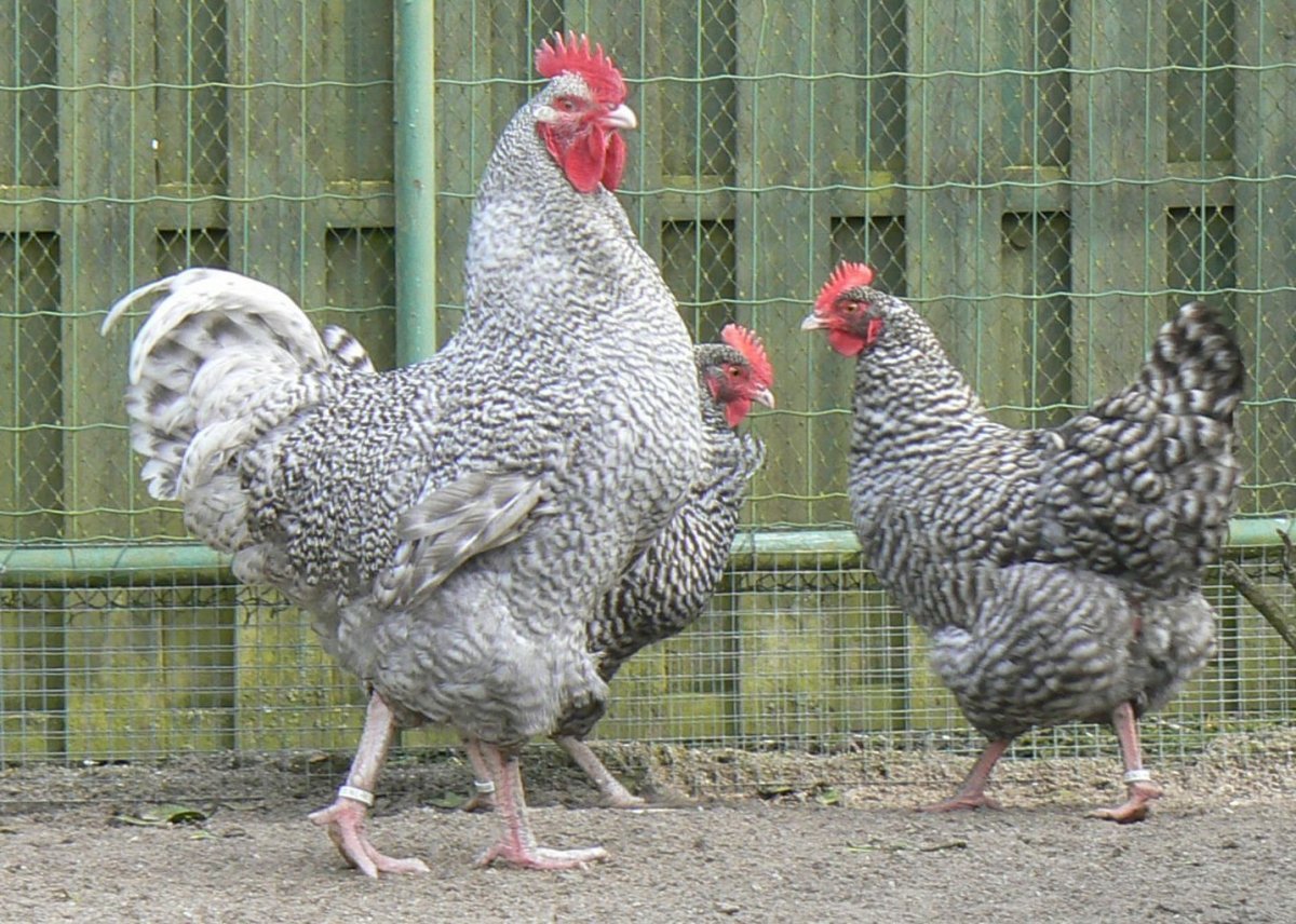 Белые Холланд куры