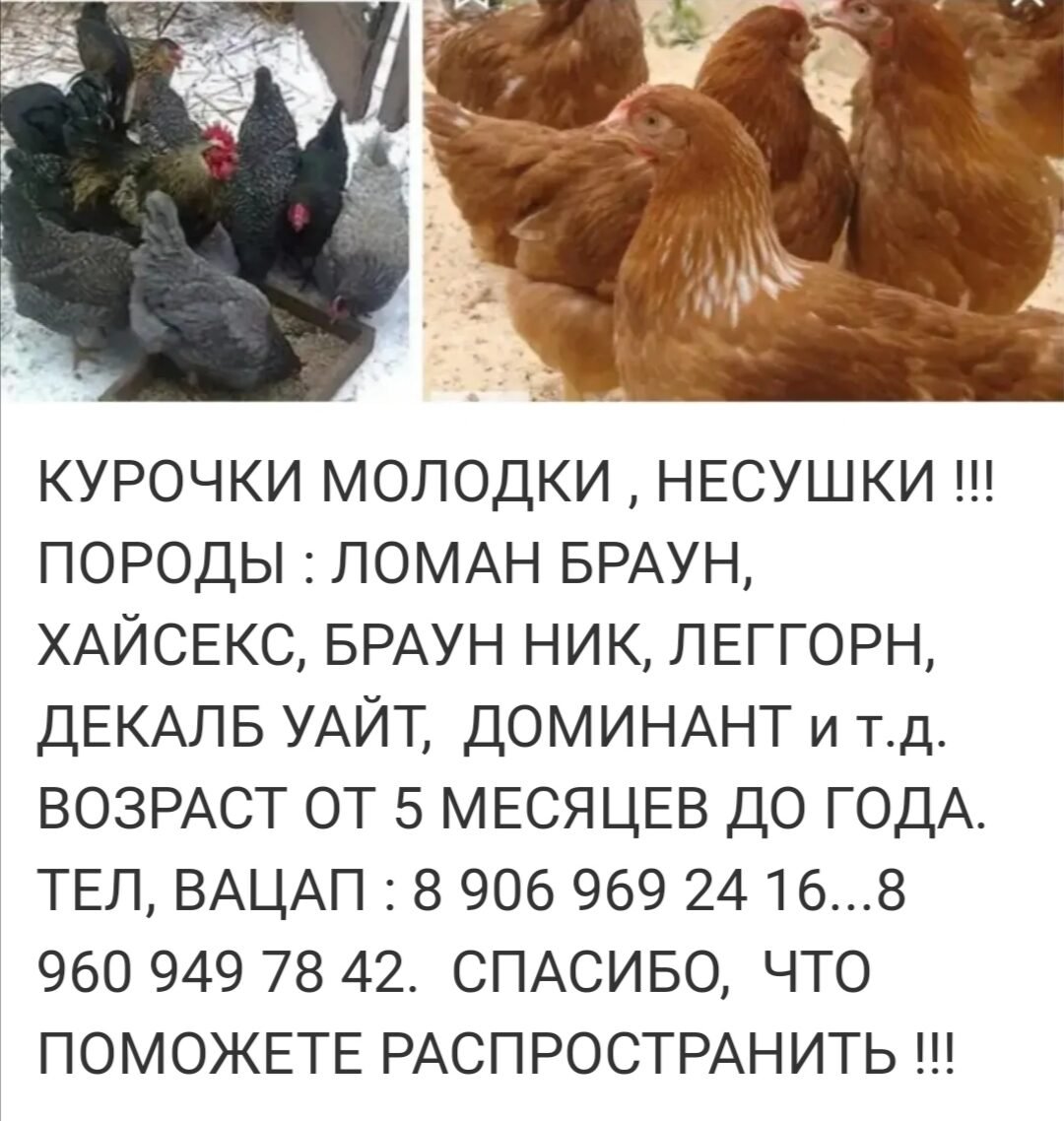 Американский цыпленок