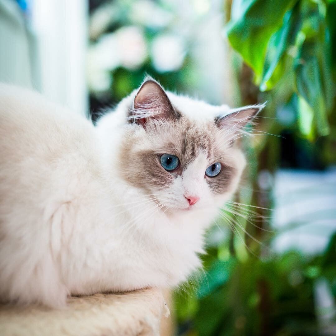 Самые красивые кошки