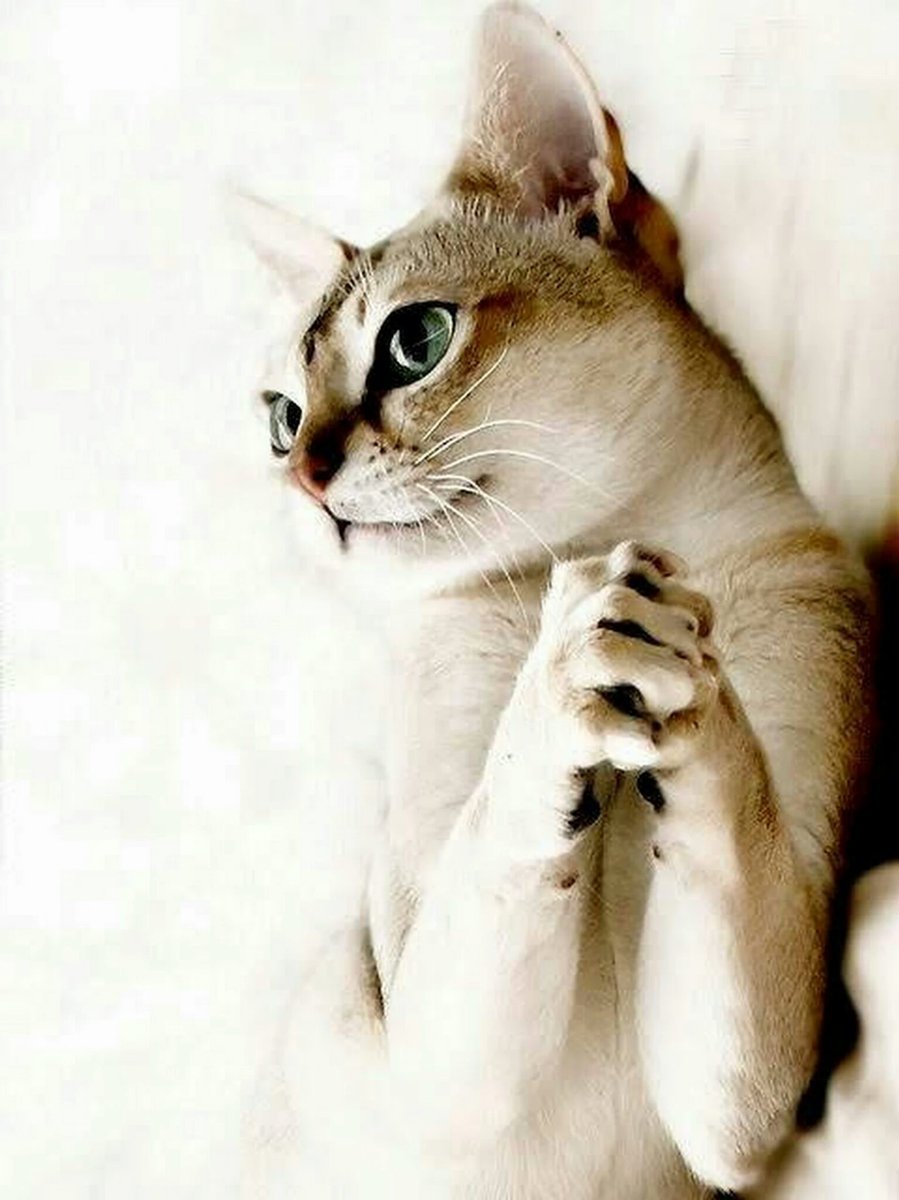 Изящная кошка