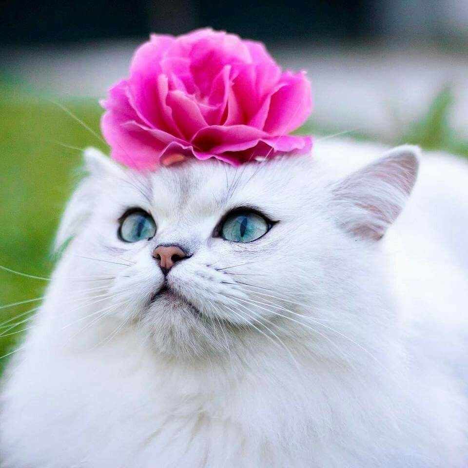 Красивые кошечки