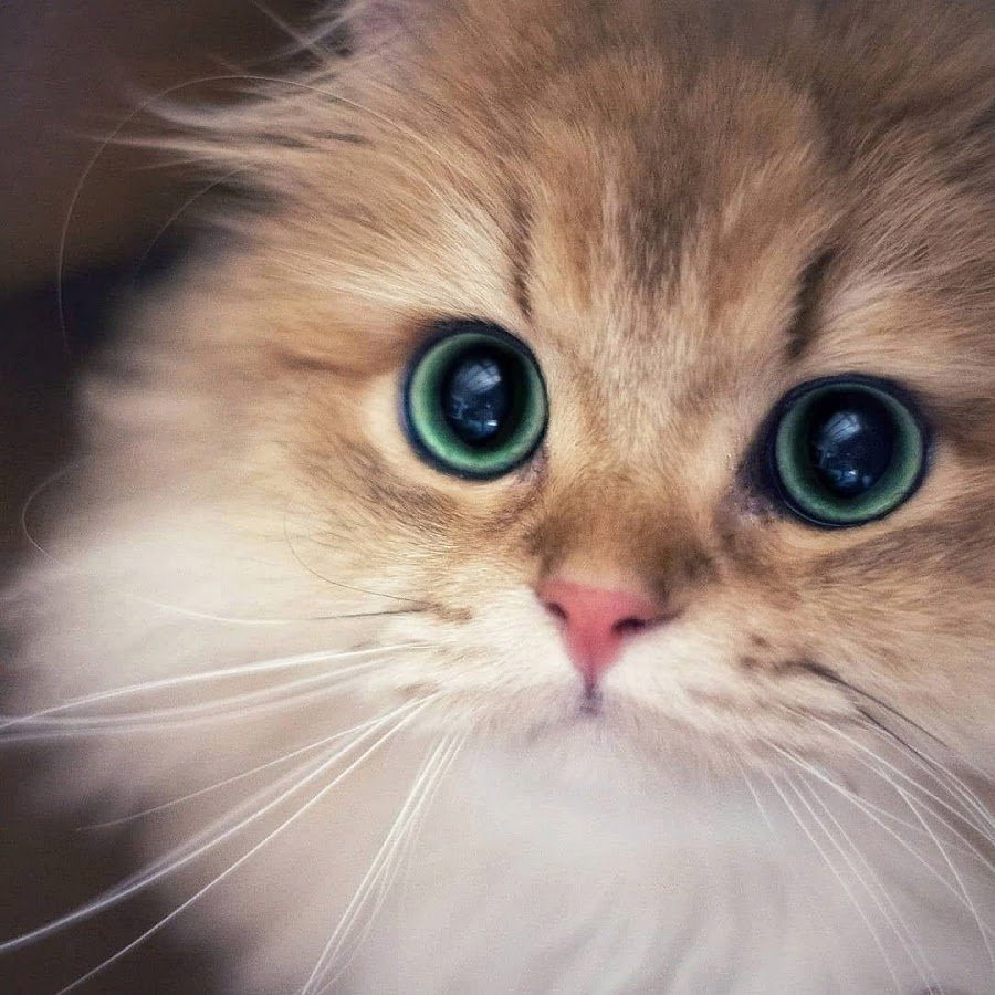 Красивые кошечки