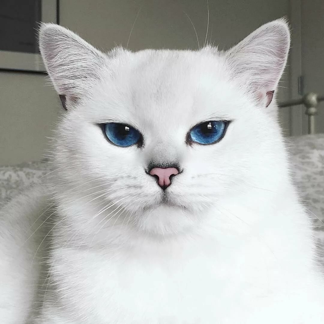 Сиамская шиншилла кошка