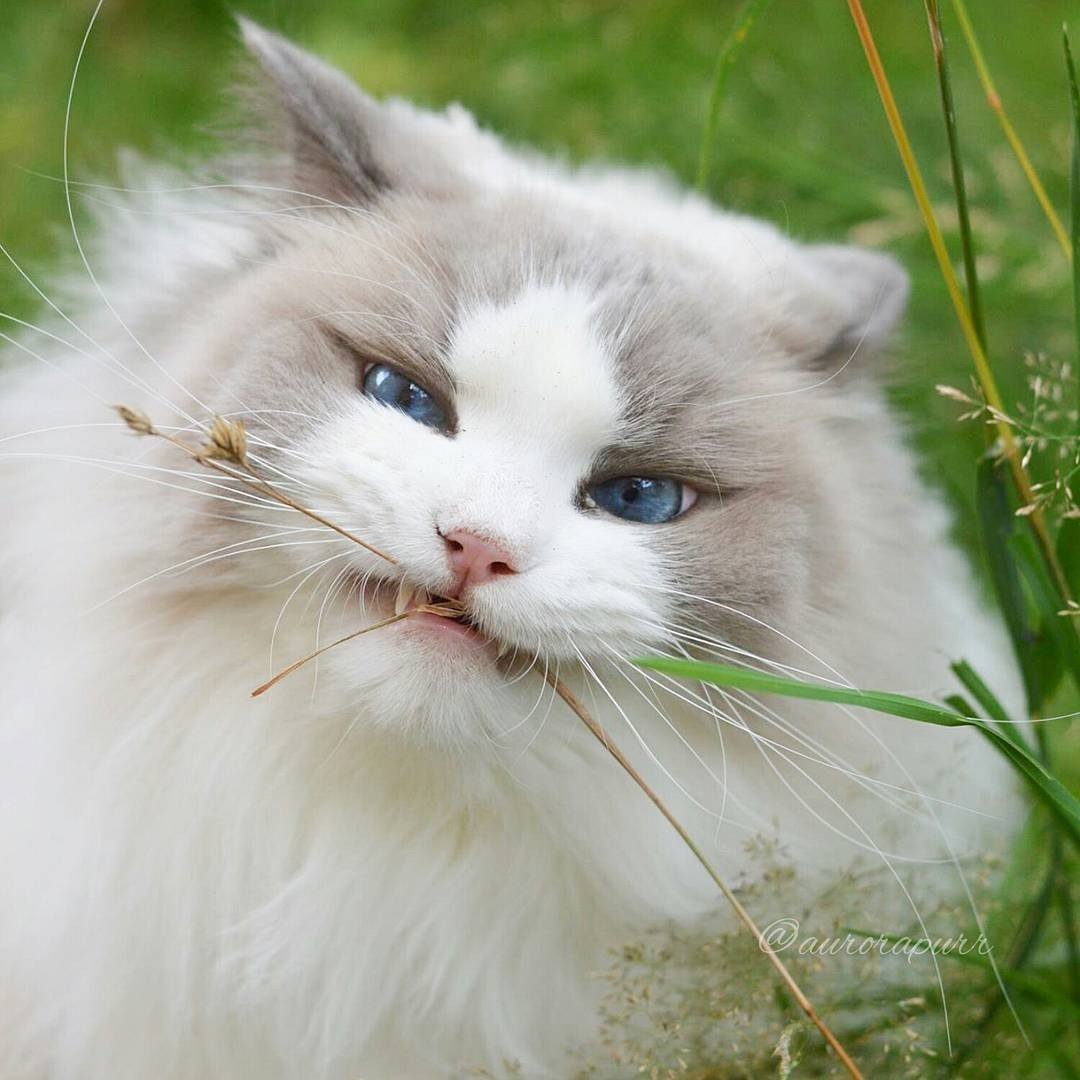 Рэгдолл кошка принцесса Аврора