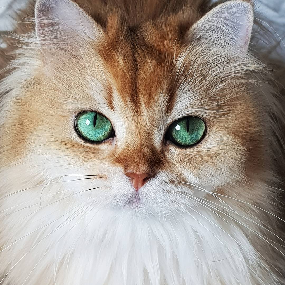 Рыжая кошка с зелеными глазами