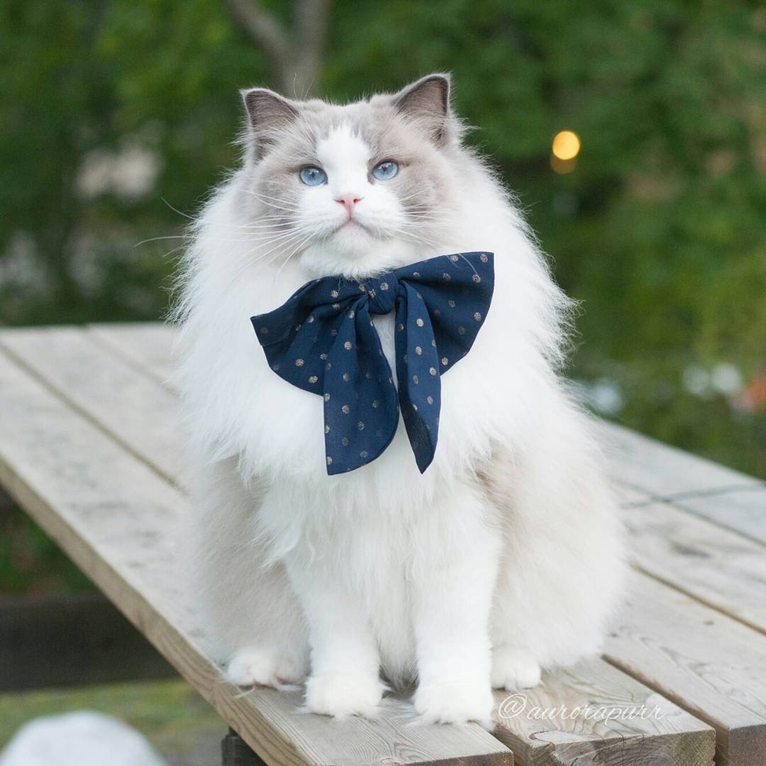 Аврора принцесса Рэгдолл