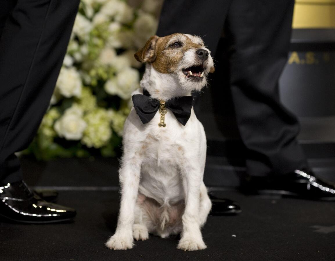 Джек-Рассел-терьер Брокен