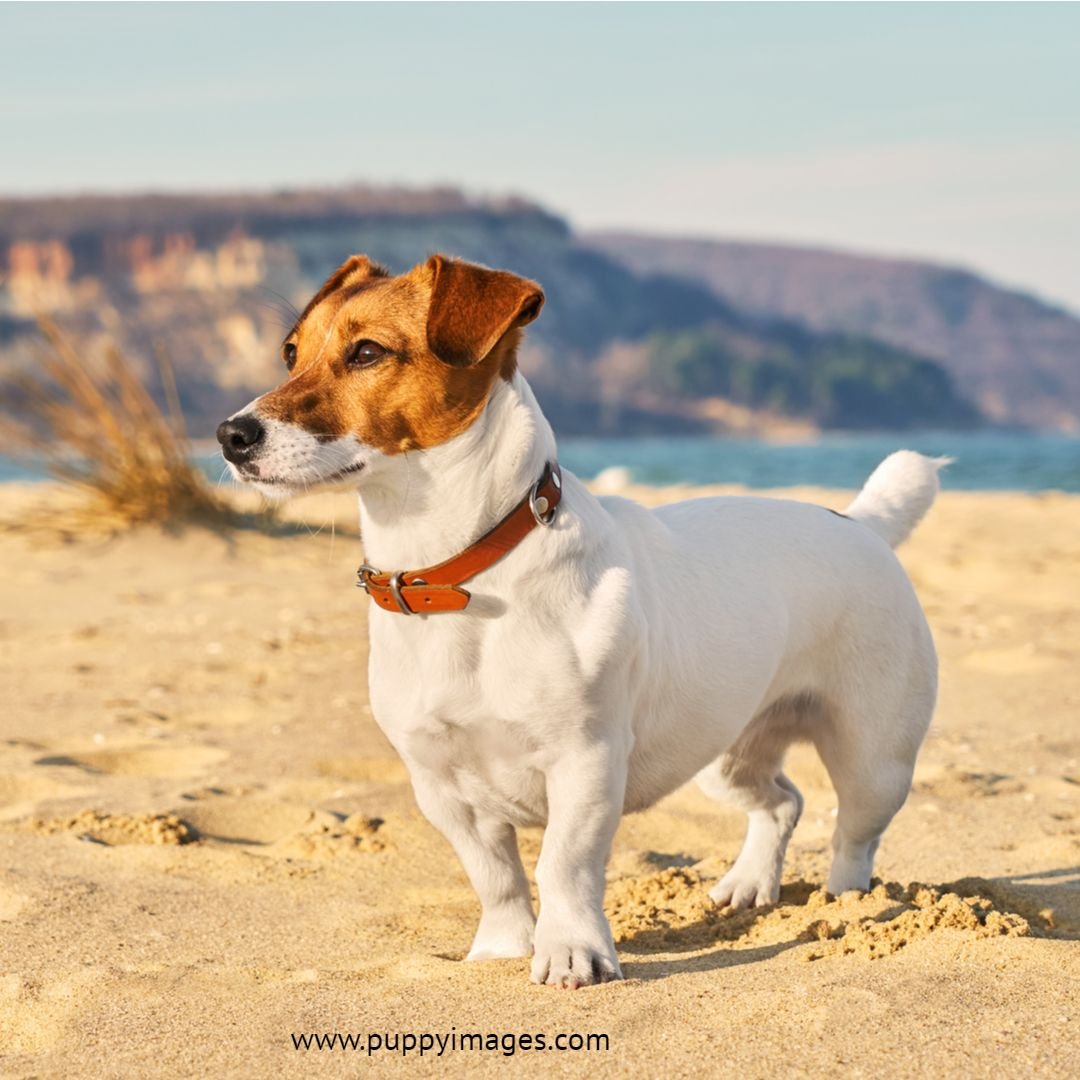 Джек Рассел терьер жеско шорстный
