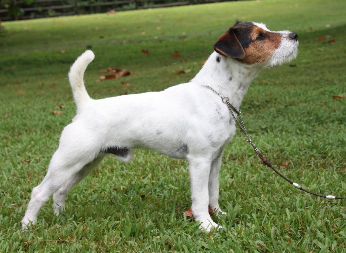 Порода собак Ричард Рассел