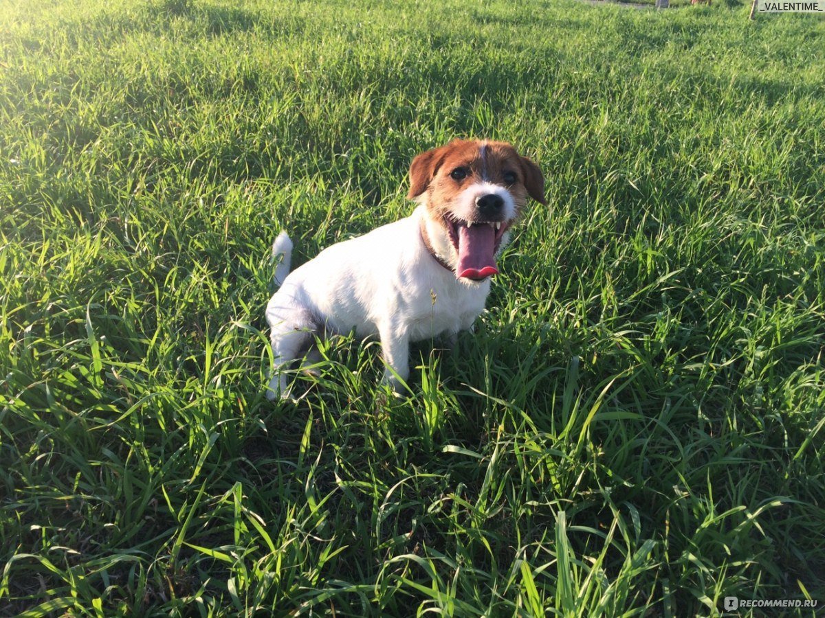 Рассел терьер жесткошерстный